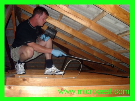 pest-inspection in the roof